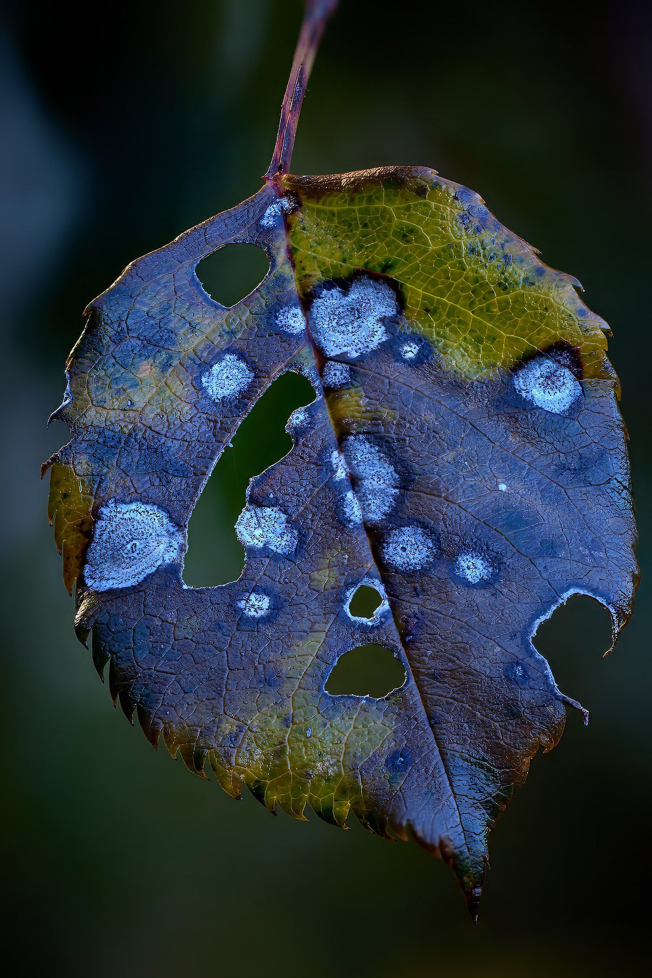 Bild 45