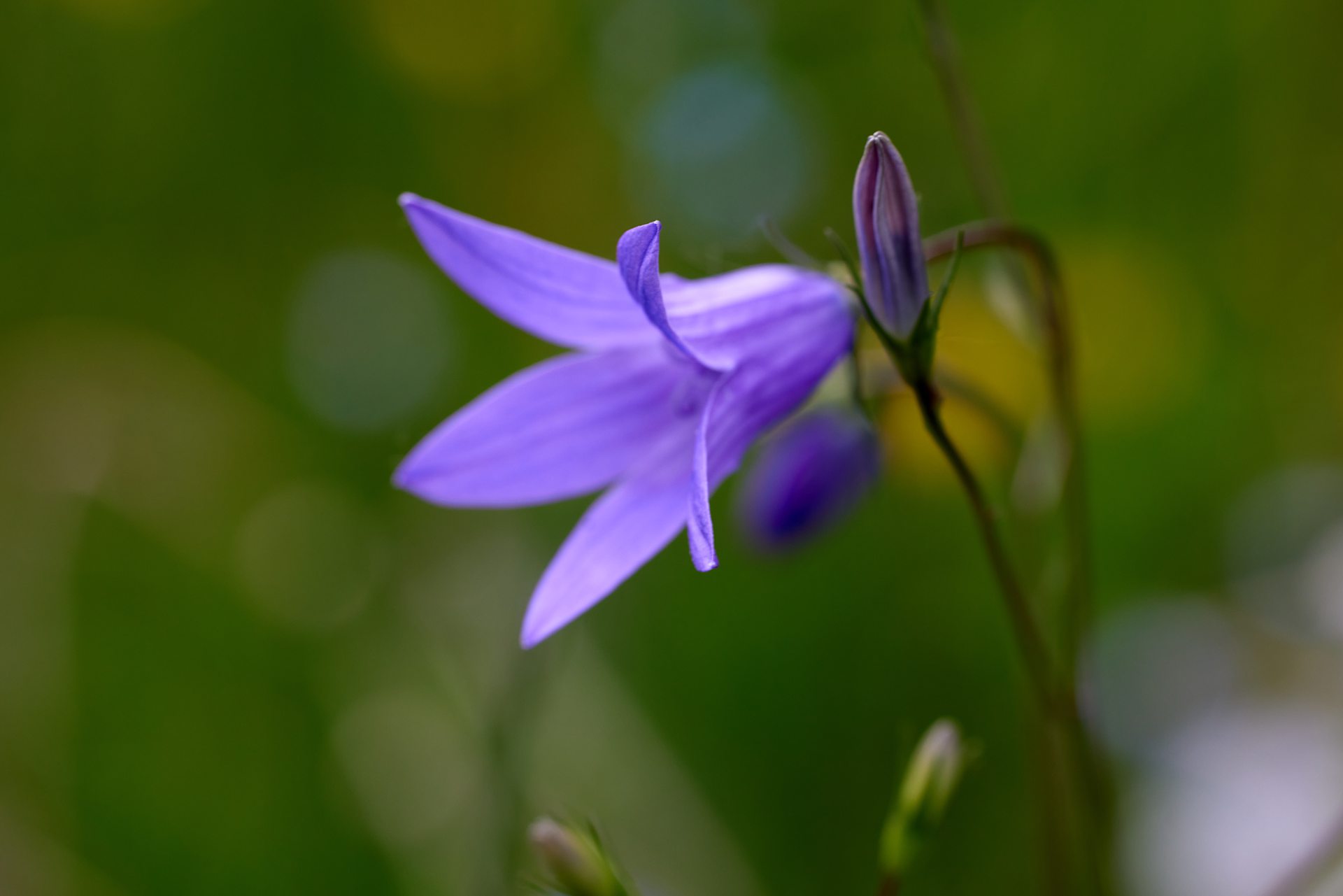 Bild 74