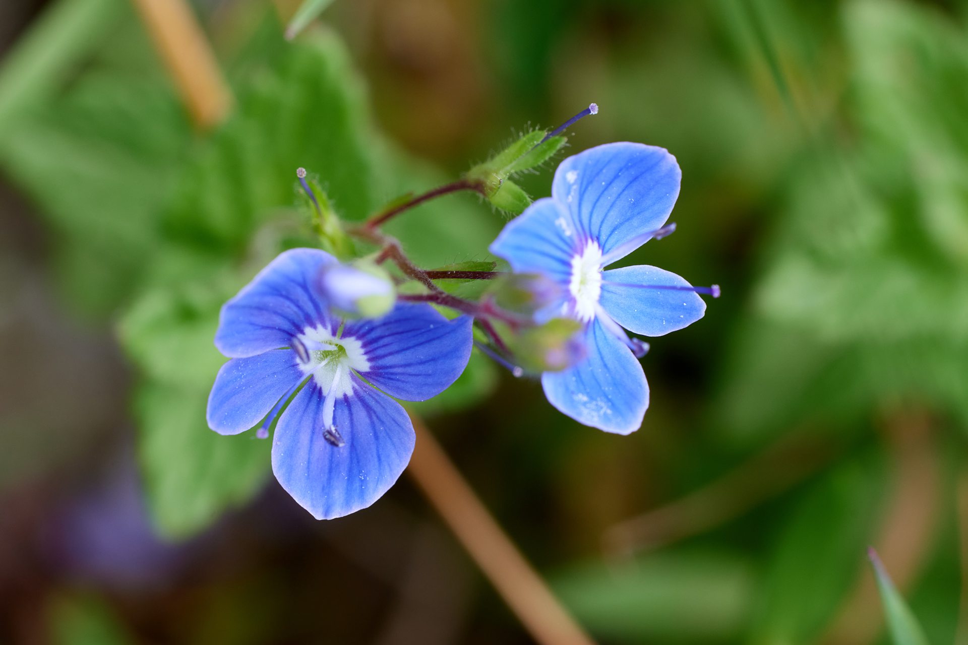 Bild 86
